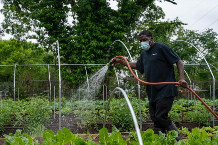 A man wearing a face mask waters plants in an outdoor community garden.
