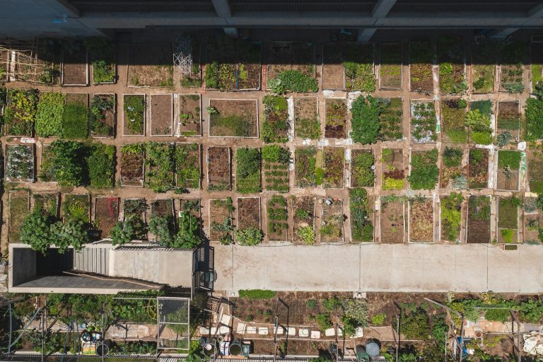 Aerial shot of a structured urban community garden with diverse plant growth.